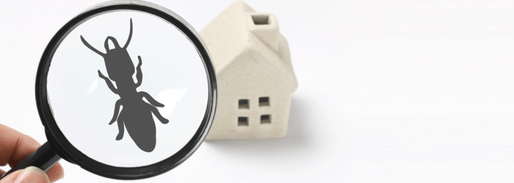 シロアリ対策！